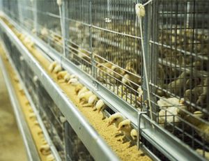 battery chicken cages