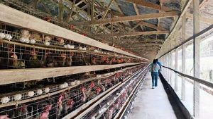 Egg laying cages in poultry farm for sale in Ibadan Nigeria - Livi ...