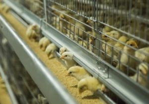 chick cages