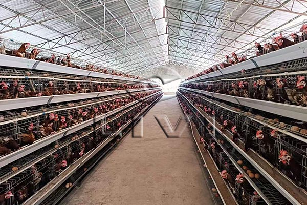 battery chicken cages system in Nigeria