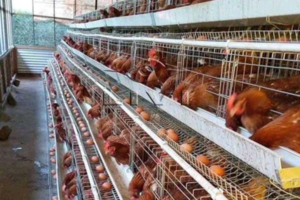 layer farm egg production chicken cages