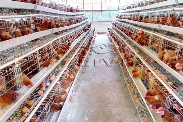 egg production equipment
