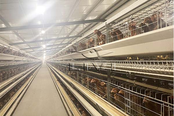 poultry farm equipment cost