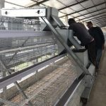 Battery chicken cage system in Ghana poultry farm