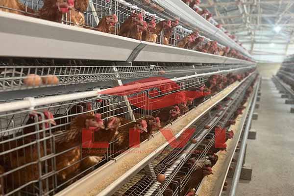 Layer Cage System For Poultry Farms